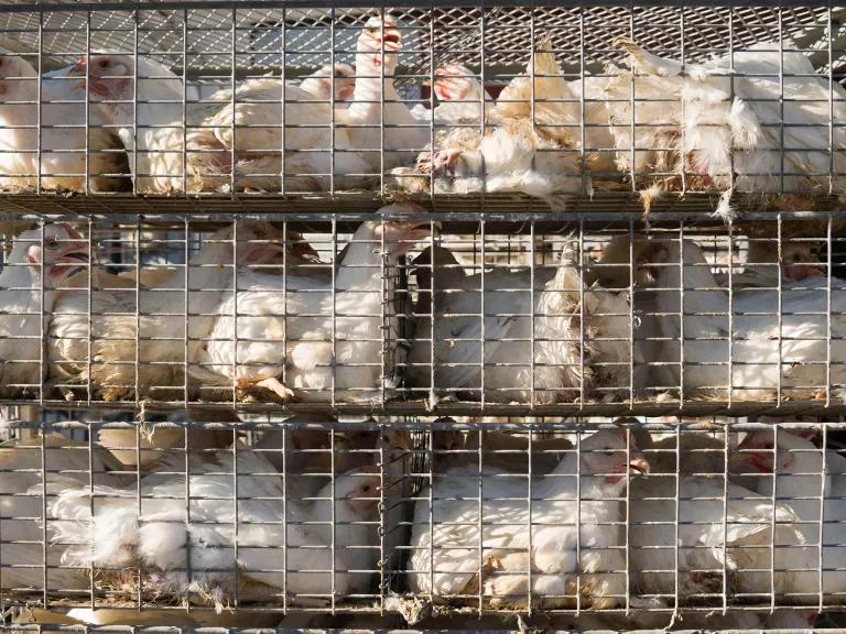 Chickens sit in cages that are stacked on top of each other