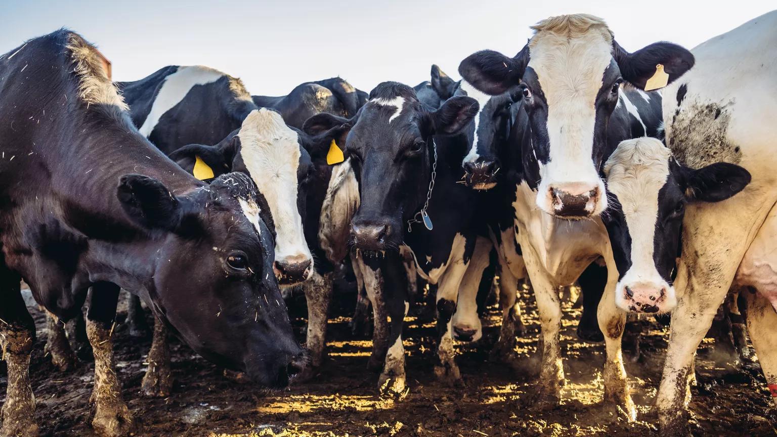 A herd of cows stand in a group on muddy ground