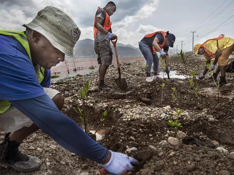 Four people planting plants in the dirt, two of them with shovels