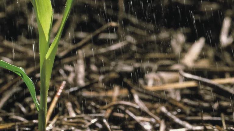 Water falls on no-tilled field