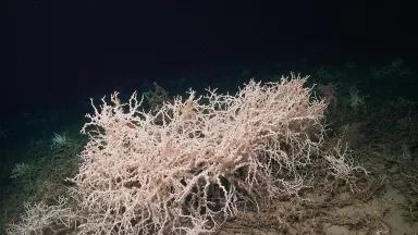 White coral underwater against a nearly black background of deep sea