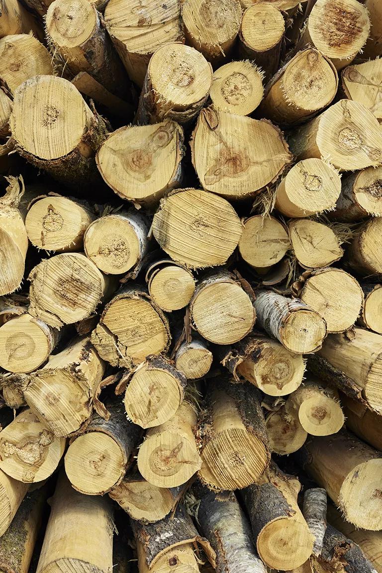 A stack of logged trees from boreal forest in northwestern Ontario, Canada