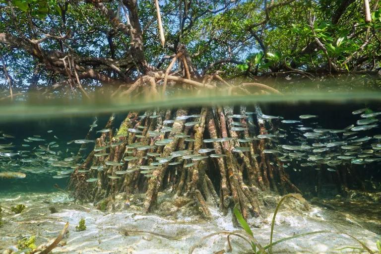 Many small fish swim in clear waters near a large tree with roots extending below the water's surface