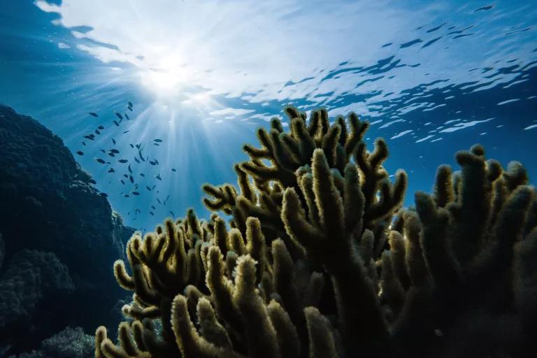 Greenish-brown coral growing underwater