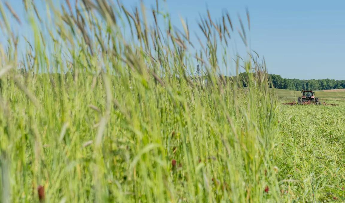 Green grassy crops in the forefront with a roller crimper in the background, on a farm in Evansville, Indiana