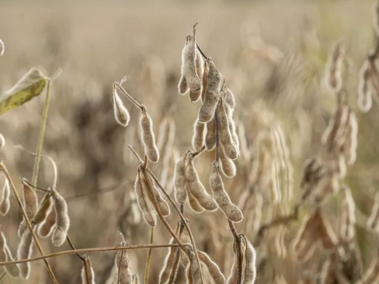 A close-up view of cover crops in a field at Roberts Farm in Tennessee