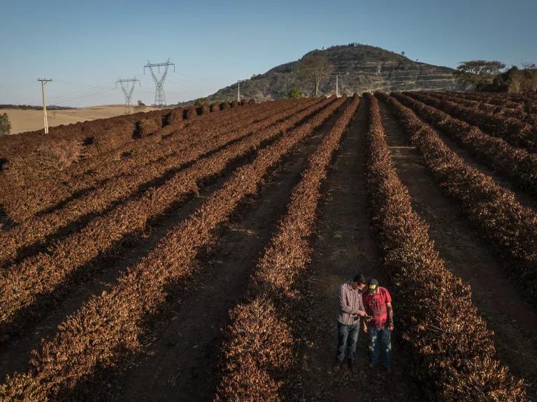 An aerial view two people standing in a large field covered by a coffee plants