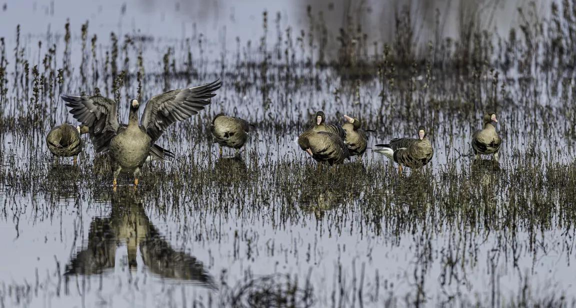 A flock of greater white-fronted geese standing on Staten Island in the Sacramento-San Joaquin River Delta, California