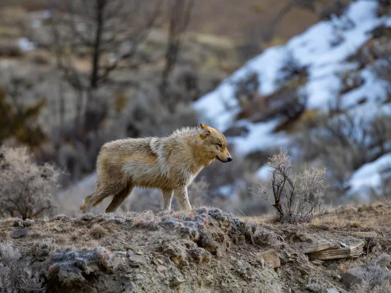 A gray wolf standing in northern Yellowstone National Park, with snow in the background