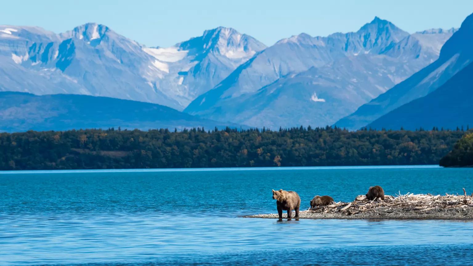 A sow with three cubs standing on a sand spit with mountains in the background