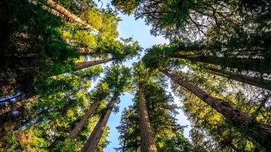 Trees at Olympic National Forest from a camera angled upward