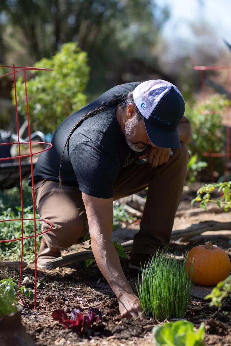 Seed savor Tudor Montague crouching down and pulling up i'itoi onions in his garden in Fort Yuma-Quechan Reservation near Yuma, Arizona