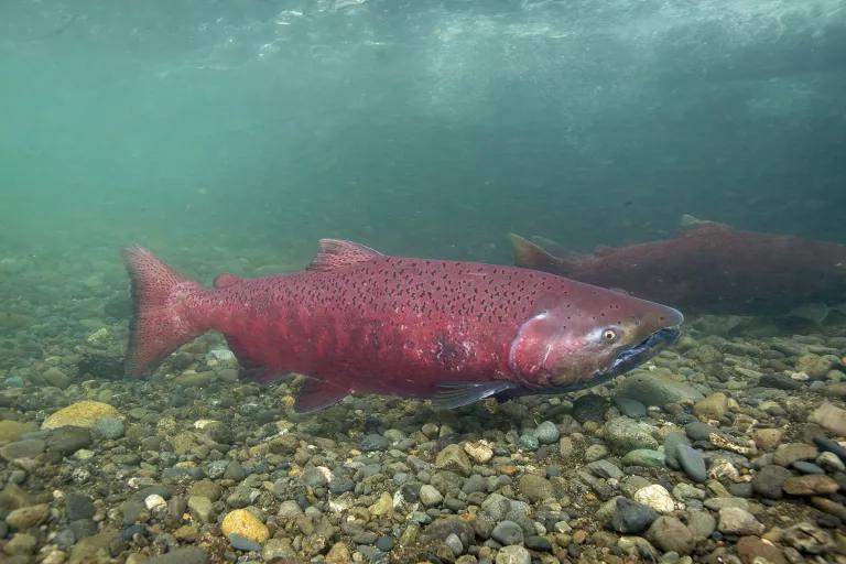 A pink fish swims near the rocky bottom of a riverbed