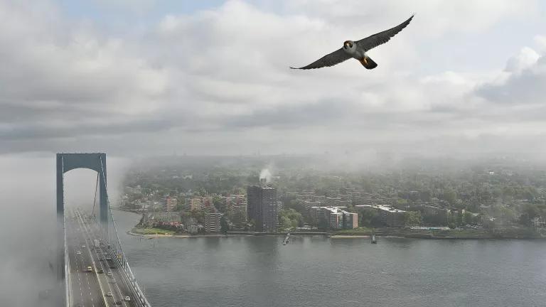 Peregrine falcon 