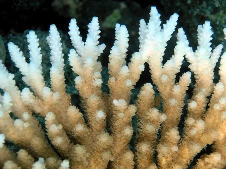 A section of coral is pale yellow and white near the edges