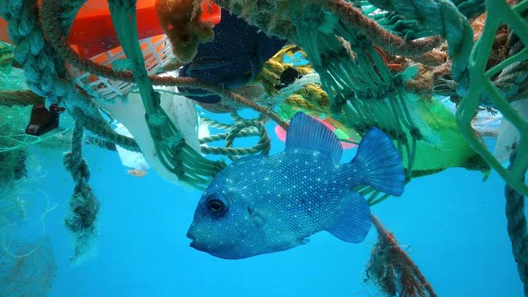 A small blue fish swim just under the surface of the water, which is covered with debris that includes rope and plastics