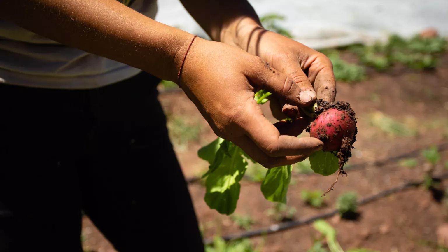 The hands of a farmer holding a freshly picked radish at Juniper Farms, located on leased public lands that are owned and managed by Pitkin County, Colorado