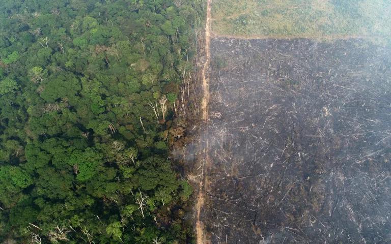 A vast stretch of barren land next to a dense forest