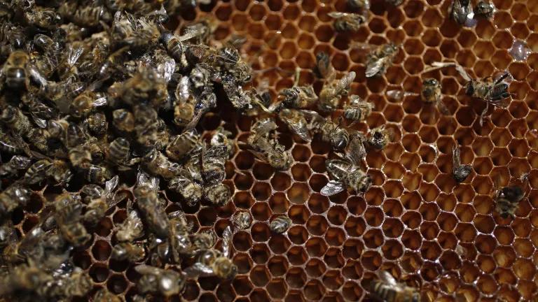 Dead honeybees on a hive