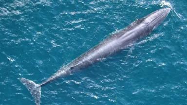 A Rice's whale swims close to the water surface