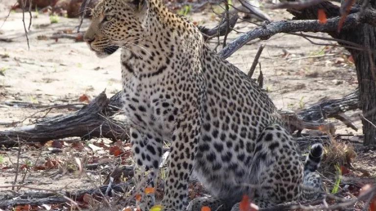 South African Leopard